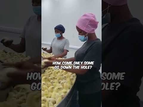 Cutest baby chickens but what's happening to them? 😱