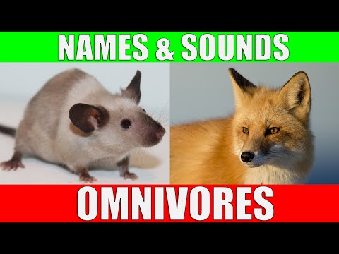 OMNIVOROUS ANIMALS Names and Sounds | Learn Omnivore Animals