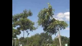 Death in vegas - Girls