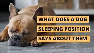 Different Dog Sleeping Positions And Their Meaning