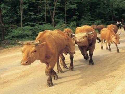 Aşık İhsani Öküzname