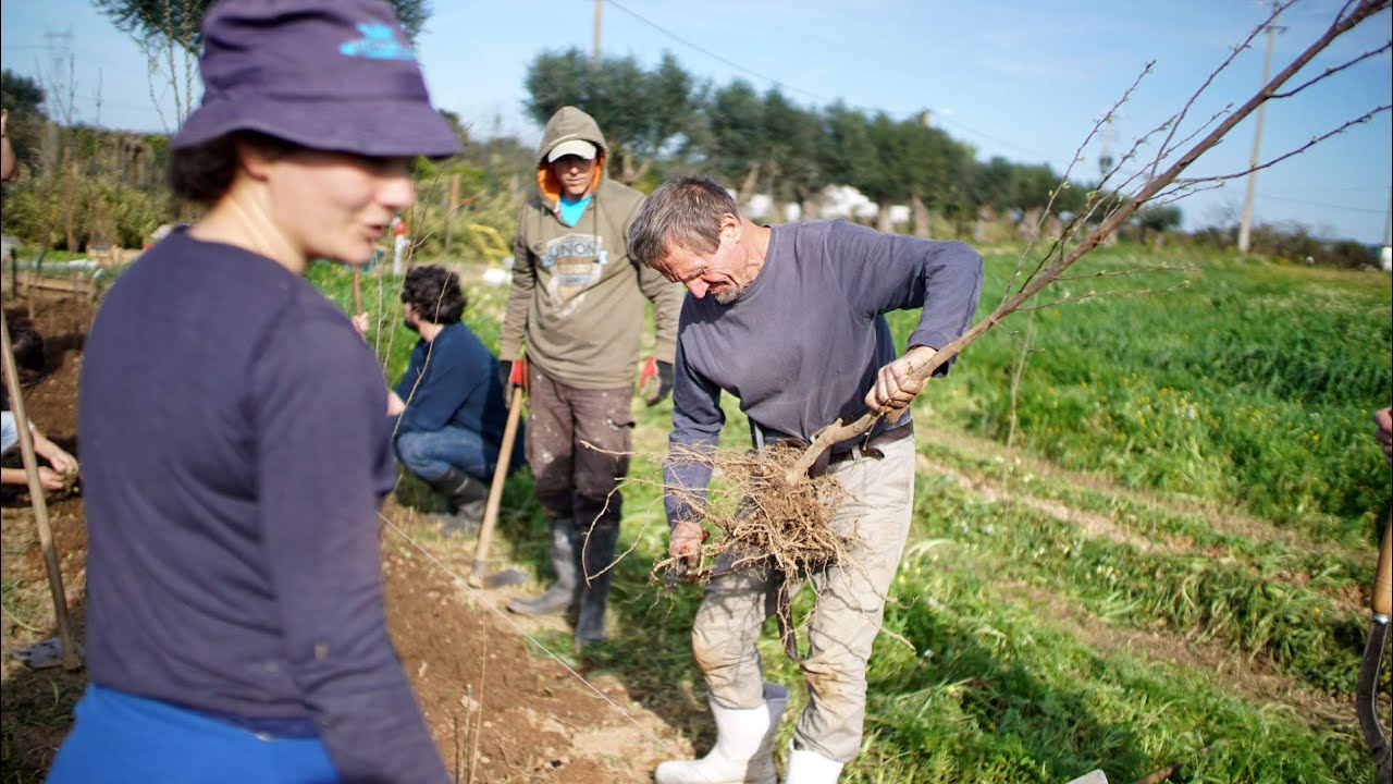 Multi-story tree lines | Plantio multi estratificado