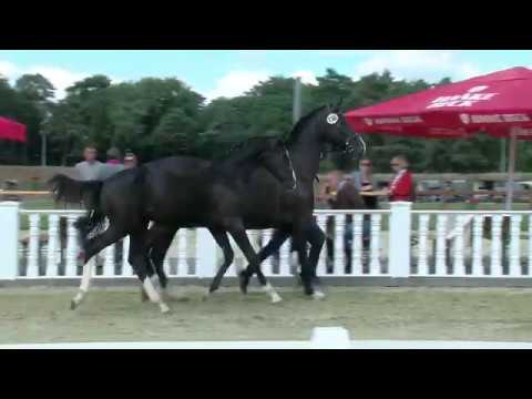 Stf v De Niro Gold x Smetana x Ginsberg 2018