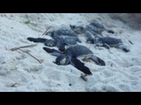 Turtle hatchling boom on Kenya's southern beaches