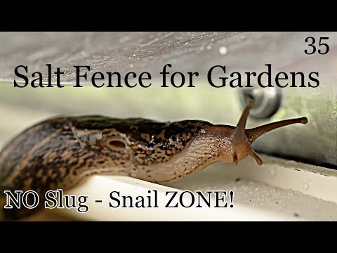 How to do Pest Control for Gardens | DIY / How To