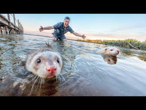 MY FERRETS SWIMMING IN THE NEW HOUSE LAKE FOR THE FIRST TIME