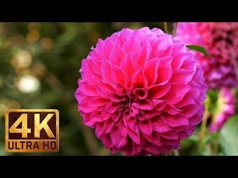 4K Nature Footage MACRO FLOWERS with natural sounds Part 1 TRAILER