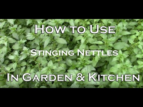 How to Use Stinging Nettles - In the Garden and Kitchen