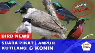 Download lagu SUARA PIKAT KUTILANG RIBUT KOMBINASI BURCIL mp3 Download lagu SUARA PIKAT KUTILANG RIBUT KOMBINASI BURCIL mp3
