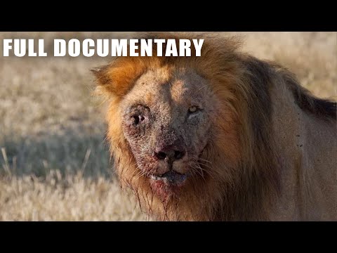 Le combat le plus brutal entre un lion et une hyène vous donnera des frissons | Documentaire anim...