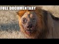 Most Brutal Lion Vs Hyena Fight Gives You Chills Nature Animal Documentary