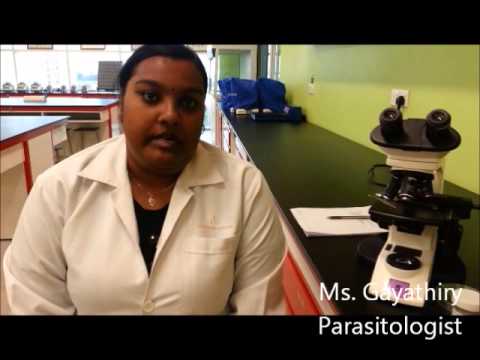 Assginment Balantidium Coli