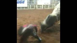 Andrew vs dirty sanchez