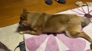 豆柴の豆吉くんの日常2