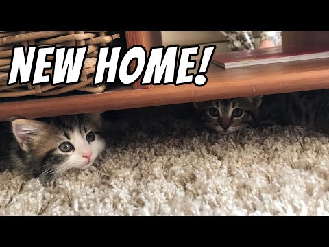 Kittens settle in new home | Kittens' first week