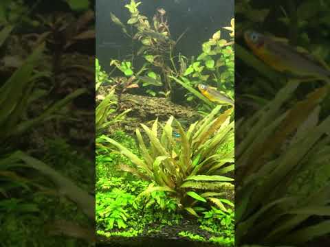 Bio Cube 29 Fresh Water Planted Review