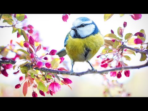 Bird Sounds Spectacular | Beautiful Bird Sounds and Bird Song
