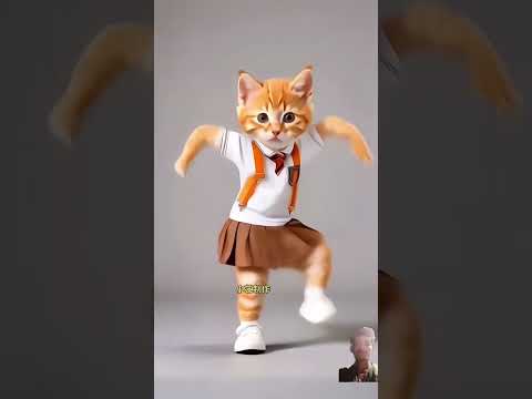 #funny #cat video biladi dagla # shorts