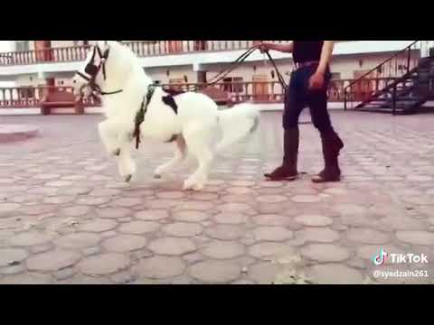 Best horse dance video for WhatsApp status #horse_dance