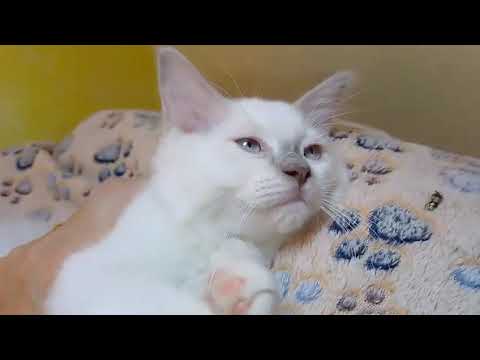 Vendita Wonder Blue Sirius