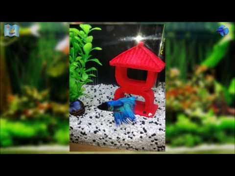 My "Superfish" Home 8 Nano Tank With Betta Fish,...