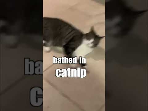 "Hey Sharon" #cat #cats #funny #tiktok #viral #shorts #reels #sharon
