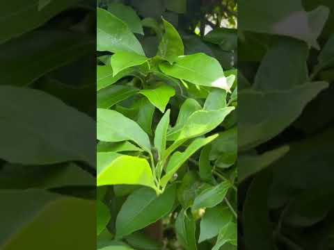 レモンの木を冬の間、鉢の中で適切な雰囲気を作り出して保つにはどうすればよいでしょうか？  庭園