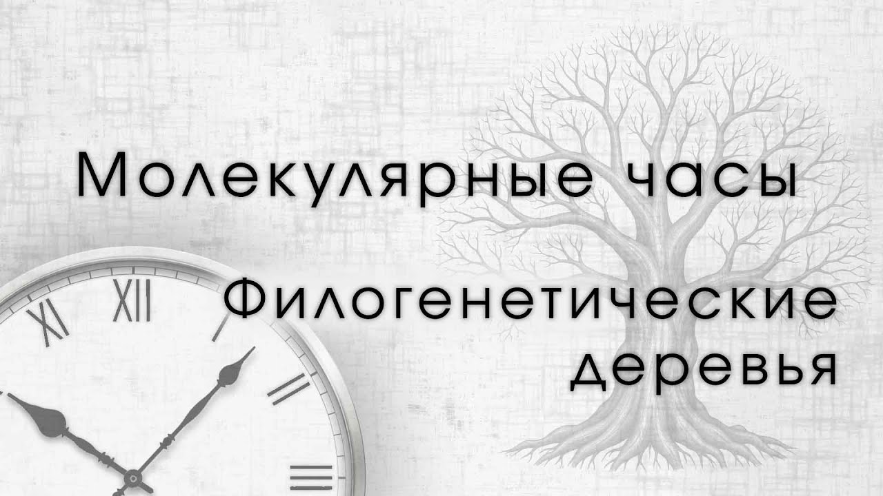 Молекулярные часы и построение филогенетических деревьев.