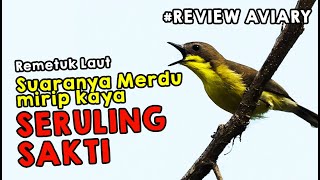 Download lagu Review Penghuni Aviary I REMETUK LAUT SI MUNGIL BE... mp3