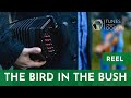 THE BIRD IN THE BUSH (Reel) | Irish Music Tunes on Concertina 🎵☘️