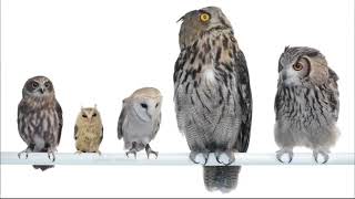 [AS BUMP] Burial - Wounder [2014]