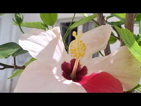 ‎@-earth.plants-animals  Hibiscus syriacus hybridus white /red hibiscus ,hibiskus i bardh/kuqe (1)