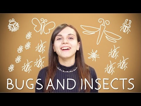 Turkish Weekly Words - Bugs and Insects