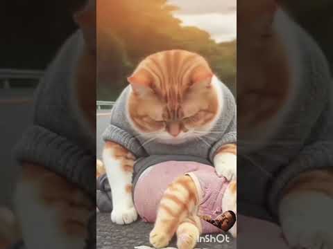 cat 😺 story @short##aiinspirational #cat #bts #catlover