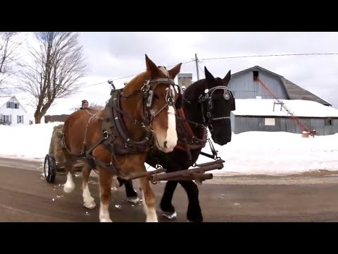 Different Horses Working Together//Why You Should Switch Things Up!