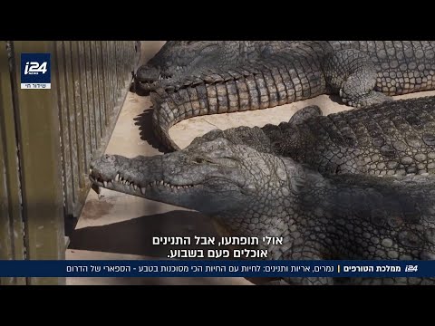 להסתכל לחיות הפרא בלבן של העיניים: גן החיות המשגשג בנגב