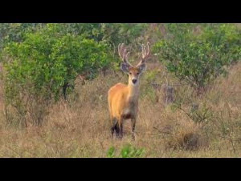 OS ANIMAIS SILVESTRES DE JOÃO PINHEIRO MG
