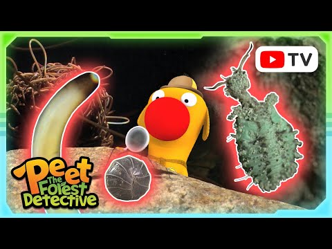 Unusual Creatures: Nature's Oddities | Peet The Forest Detective