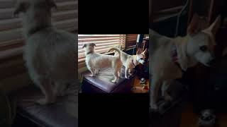 Video preview image #1 Mutt Puppy For Sale in Wheaton, IL, USA