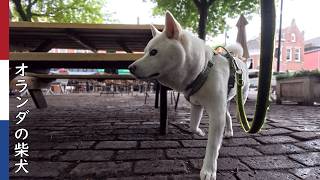 親戚のお姉さん(妹)を探す柴犬| 柴犬柿丸・オランダ散歩と環境音