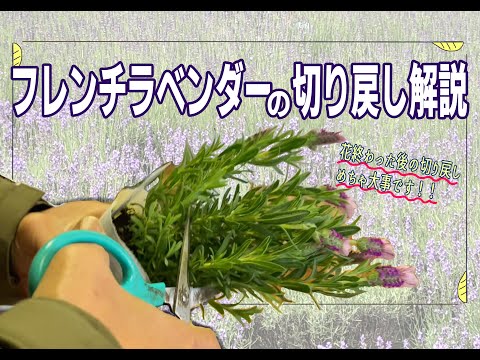冬の終わりにラベンダーの剪定をすべきですか?簡単なメンテナンスのヒントに従ってください。  庭園
