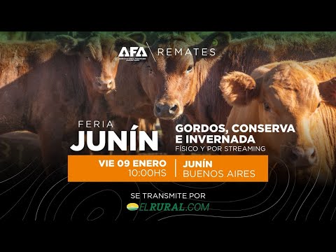 Remate AFA Gordos, Conserva e Invernada desde Junín Buenos Aires