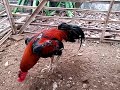 Phakoy Speed Cepat