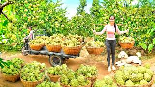 120 Days Use Truck To Harvest Tons Custard Apple Go To Countryside Market Sell For Villager