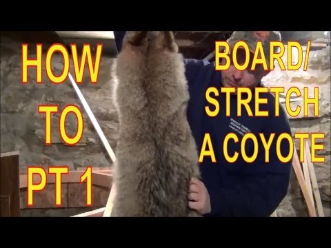 HOW TO BOARD/STRETCH A COYOTE PT 1!! FUR HANDLING!