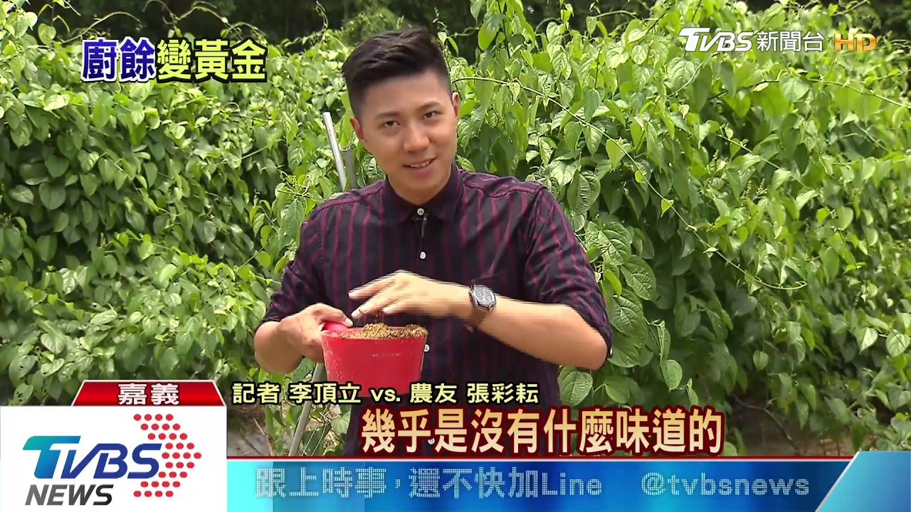 下個農業明星! 「黑水虻」將廚餘變黃金
