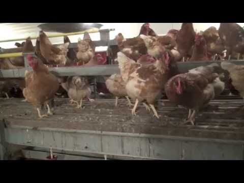 Cumbasil® Mite zur natürlichen Milbenregulation