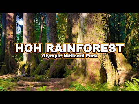 Hoh Rainforest 🌲 Best Things to do | Olympic National Park Washington  🏔️
