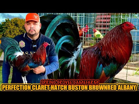 Perfection Claret Hatch Buston Brownred Albany ~ SPRING GROVEE GAMEFARM