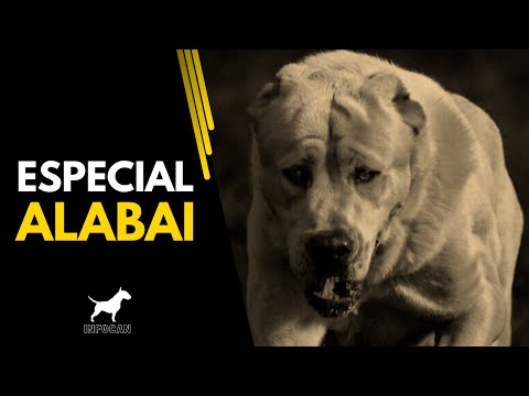 The Alabai: The Indomitable Guardian of Central Asia